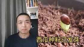 粤语吵架吃瓜,一场吃瓜群众的吵架盛宴