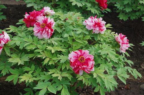 今日头条上海赏花事件,上海赏花盛事引发全民打卡热潮