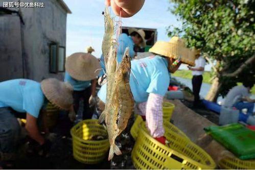 广东湛江养虾网红,养虾网红的虾塘传奇