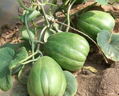 吃瓜研究部,吃瓜研究部深度剖析